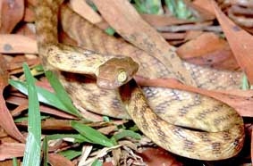 Dùng chuột đông lạnh để tiêu diệt rắn!