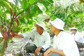 BẾN TRE: Phát triển nhanh diện tích trồng dừa