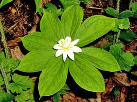 Loài hoa có bộ gien dài nhất