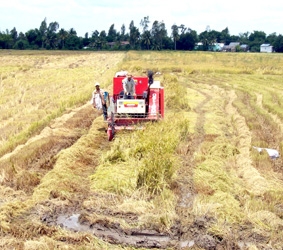 TP Cần Thơ phát triển kinh tế tập thể trong tiến trình hội nhập