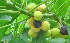 Ấn Độ: 

32 trẻ ngộ độc do ăn 
hạt trái dầu gai