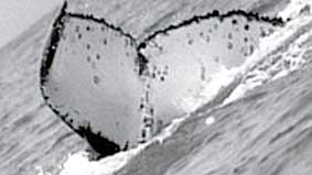 Bơi 1/4 vòng 
trái đất để tìm bạn tình