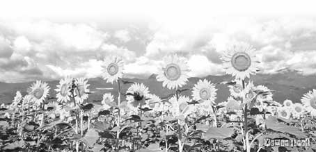 Chuyện ông Hắc Hổ