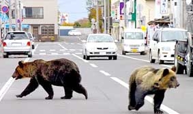 Gấu tấn công người vì... trời nóng!