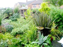 Cây cối thanh lọc 
không khí nhiều hơn 
ta tưởng