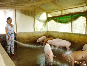 Giúp phụ nữ Khmer nghèo phát triển kinh tế gia đình
