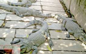 Một vài suy nghĩ về địa danh Đầu Sấu