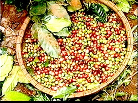 Xuất khẩu cà phê còn nhiều bất cập