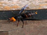 Nguy hiểm ong bắp cày khổng lồ!