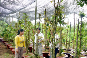 "Thủ lĩnh" câu lạc bộ hoa kiểng