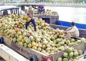 Dừa khô sẽ còn lên giá ?