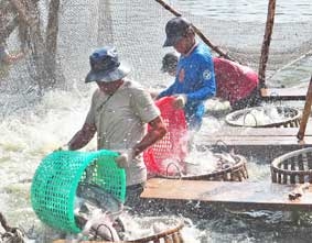 Để con cá tra về với giá trị thực !