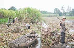 Áp lực thiếu mía nguyên liệu sẽ còn kéo dài ?