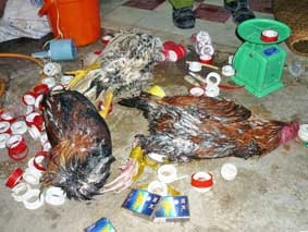 Triệt phá tụ điểm đá gà qui mô lớn