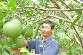 Giá bưởi da xanh ổn định ở mức cao