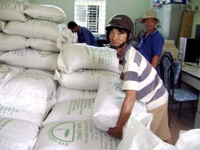 Sôi động thị trường lúa giống