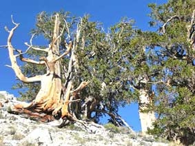 Có thể bạn chưa biết hết về cây