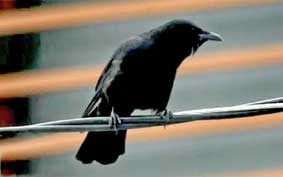 Quạ biết phân biệt nam nữ