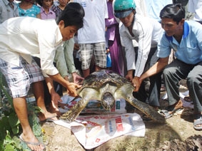 BẾN TRE: Người dân thả con vích nặng 56 kg về biển