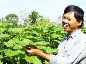 Làng hoa kiểng vào mùa