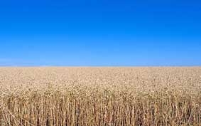 Trồng cây thân thiện với khí hậu