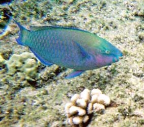 Cá cũng biết “ngủ mùng”