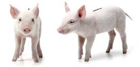 Ống heo tiết kiệm 
làm từ heo thật