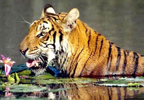 Chung tay cứu “ông ba mươi”