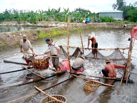 Đưa diện tích nuôi thủy sản lên 830.000 ha