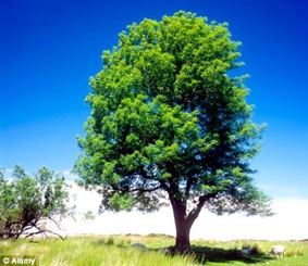 Sóng wi-fi có bức tử cây xanh?