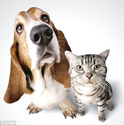 Vì sao chó thông minh hơn mèo?