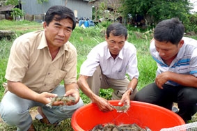 Bất bại với con tôm sú