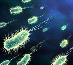 “Dạy” vi khuẩn biến rác thành nhựa