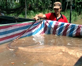 AN GIANG: Ngư dân bắt được con cá đuối nước ngọt khồng lồ