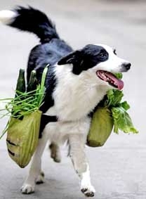 Chó biết đi chợ!