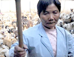 Mắc nợ họ nhà cẩu!