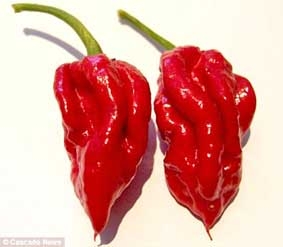 Ớt cay nhất thế giới bị soán ngôi