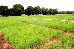 Lúa Aerobic mới chịu hạn tốt 
và cho năng suất cao