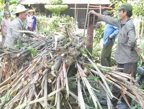 Giải pháp nào cho vùng mía nguyên liệu ?