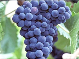 Rau quả tím giúp ngừa nhiều bệnh mãn tính