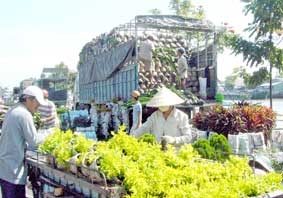 Cây kiểng trang trí công trình hút hàng