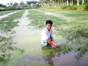 Làm giàu trên mảnh ruộng, thửa vườn...