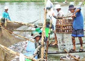 Nâng cao chuỗi giá trị sản phẩm cá tra