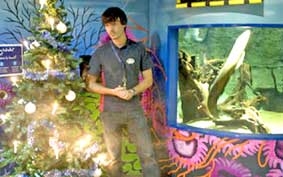 Cá có thể thắp sáng cây thông Noel