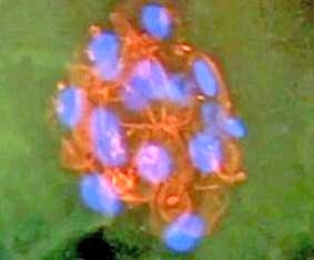 Bảo hiểm sức khỏe với tế bào gốc