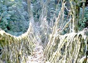 Cầu rễ cây nhưng cực chắc