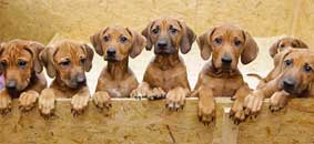 Sinh một lượt 17 chó con