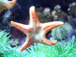 Sao biển có thể trị suyễn 
và viêm khớp