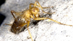 “Ruồi rậm lông” 
ở châu Phi hồi sinh