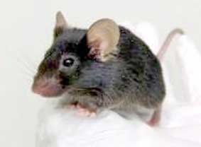 Chuột... biết hát!